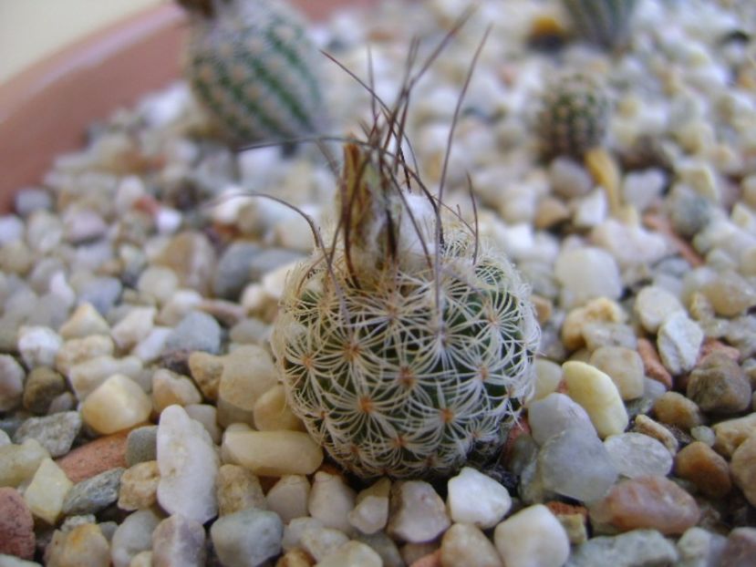 Turbinicarpus dickisoniae - Cactusi 2017 bis bis