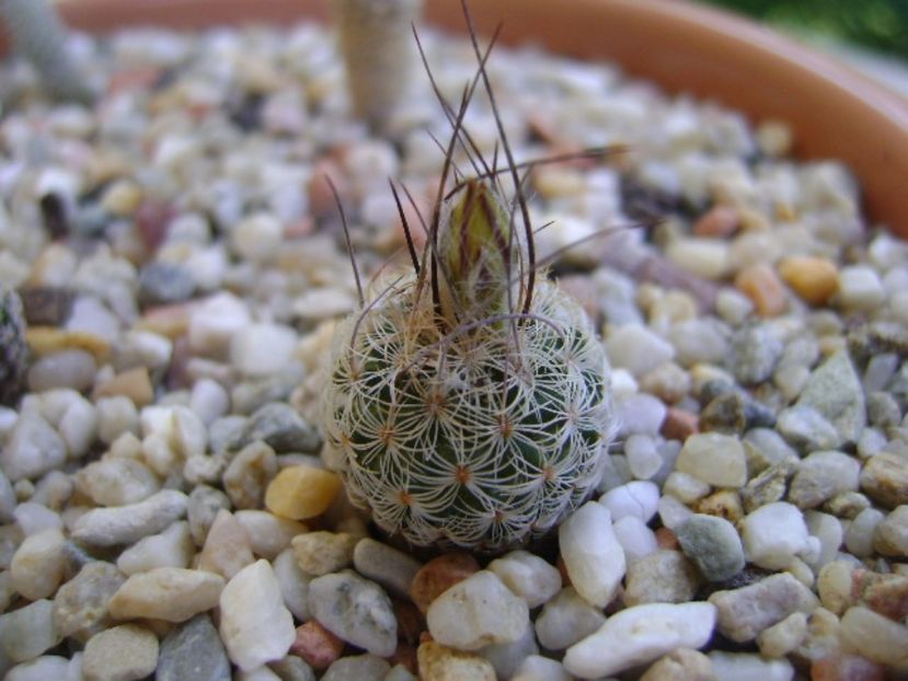 Turbinicarpus dickisoniae - Cactusi 2017 bis bis