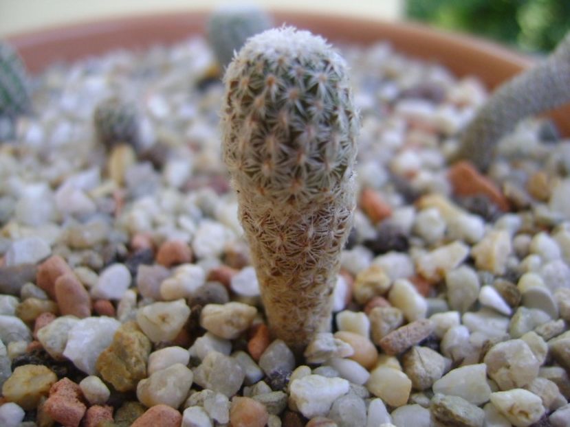 Turbinicarpus pseudopectinatus - Cactusi 2017 bis bis