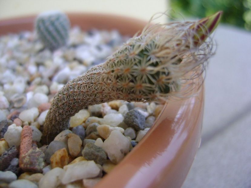 Turbinicarpus krainzianus v. minimus - Cactusi 2017 bis bis