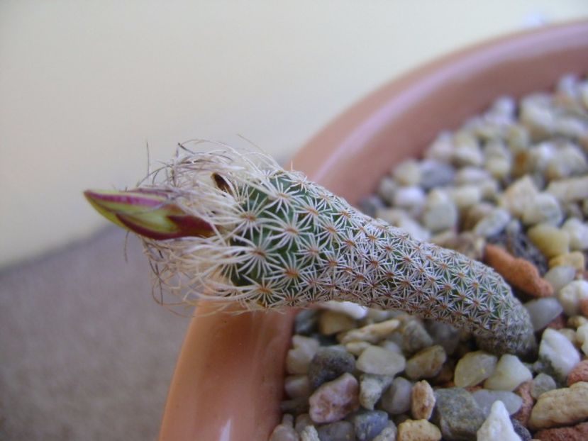 Turbinicarpus krainzianus v. minimus - Cactusi 2017 bis bis
