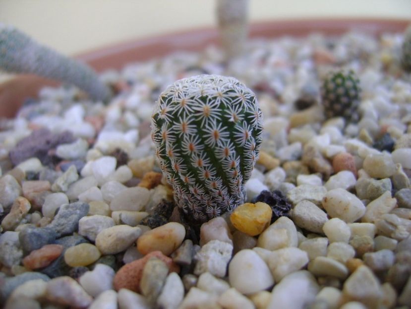 Turbinicactus krainzianus v. lausserii - Cactusi 2017 bis bis