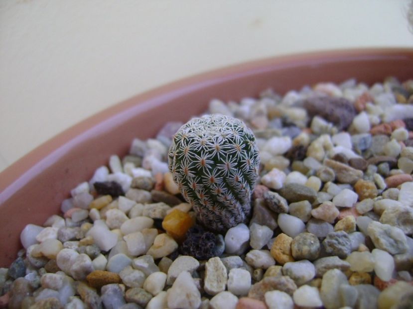 Turbinicactus krainzianus v. lausserii - Cactusi 2017 bis bis