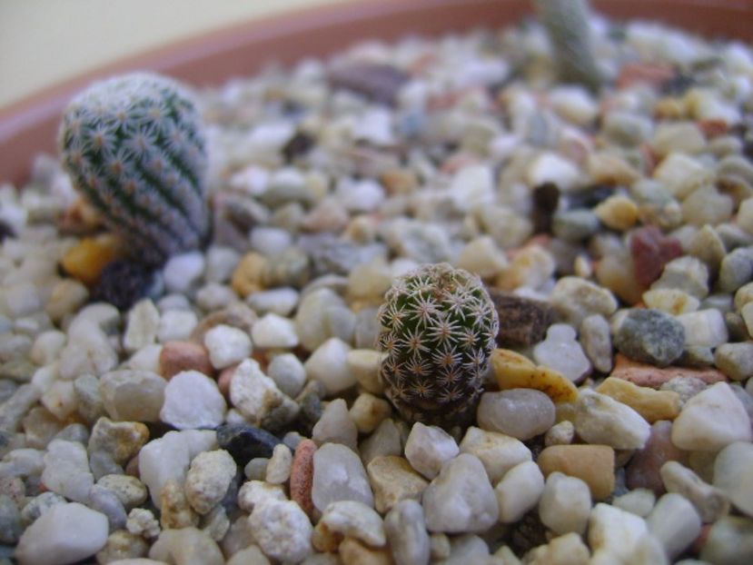 Turbinicarpus gracilis - Cactusi 2017 bis bis