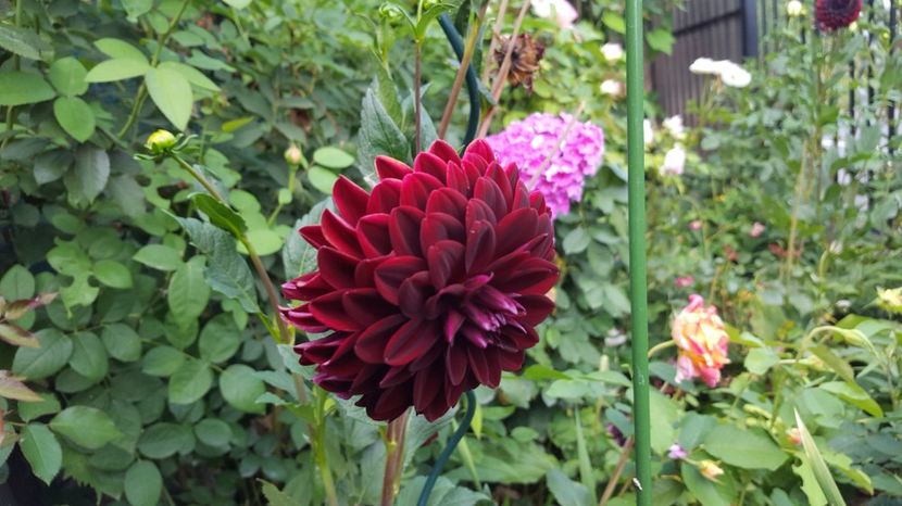 20170724_141319(0) - Flori de vara