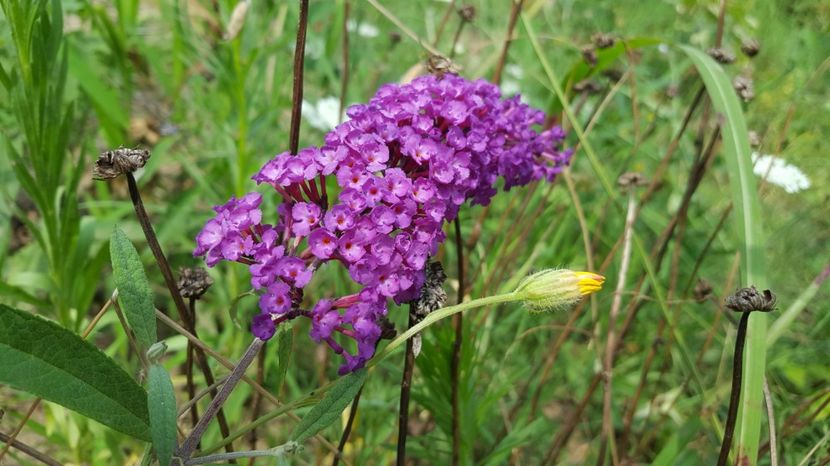 20170724_144311(0) - Flori de vara