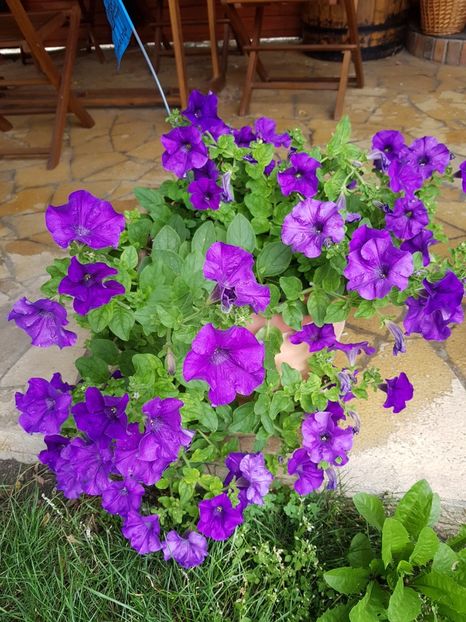 Petunia parfumata s-a mai dezvoltat - Iulie 2017