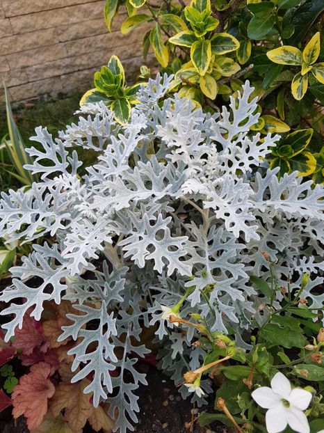 Senecio cineraria - Iulie 2017