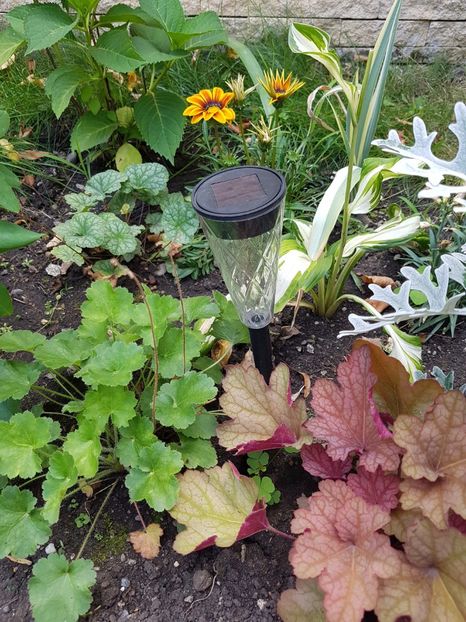Trei feluri de heuchera - Iulie 2017