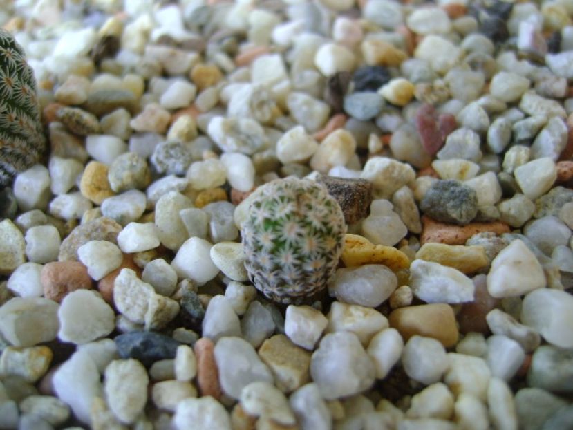 Turbinicarpus gracilis - Cactusi 2017 bis bis