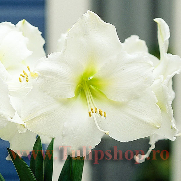 Bulbi Amaryllis Mont Blanc (Hipperastrum) - Bulbi Flori Toamna 2017 REDUCERI!