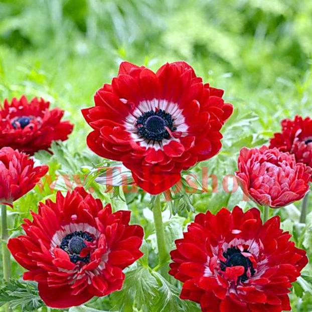 Bulbi Anemone Governor - Bulbi Flori Toamna 2017 REDUCERI!