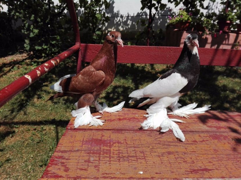 incaltati linia noua - 2017_Pui