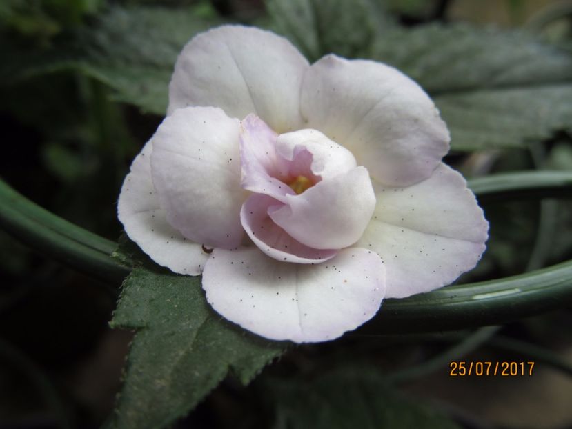 Milk &Honey - ACHIMENES-2017