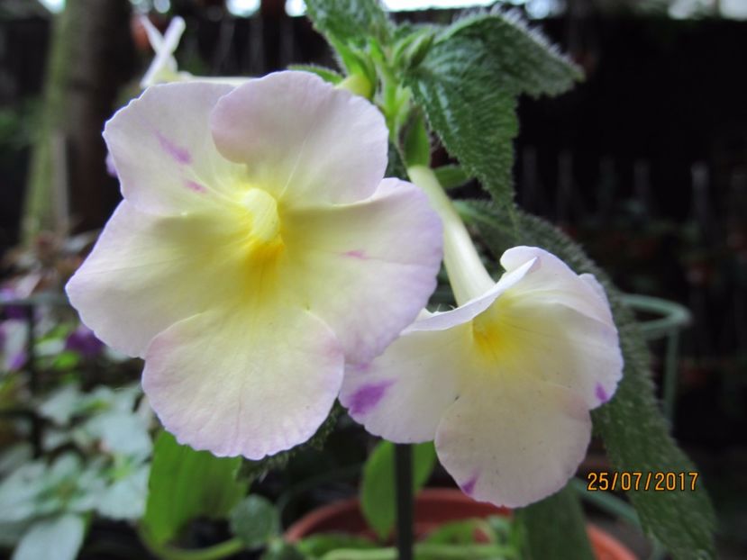 Cote D'or - ACHIMENES-2017