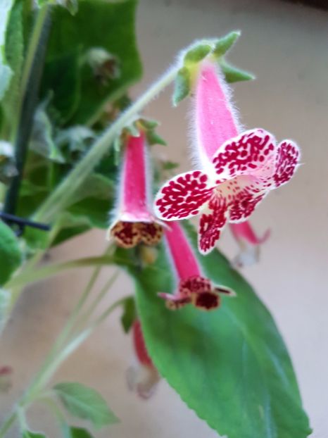 Bibbi - KOHLERIILE MELE 2017