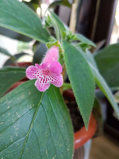 Yf's Alva - KOHLERIILE MELE 2017