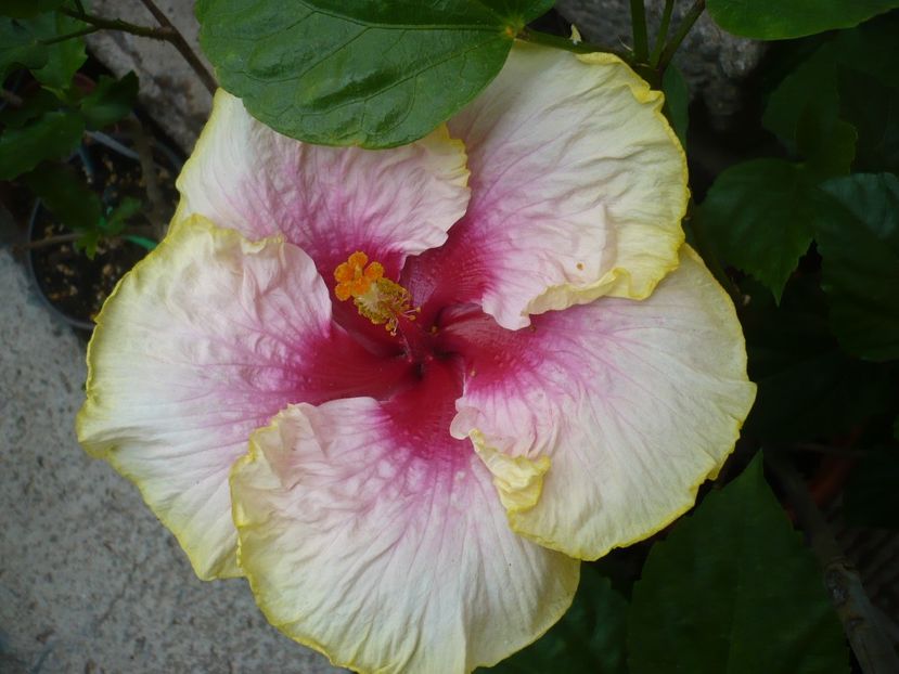 24.07.2017 - HIBISCUSI 2017-2