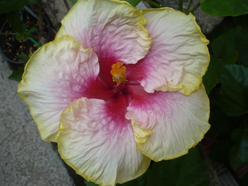 P1330879 - HIBISCUSI 2017-2