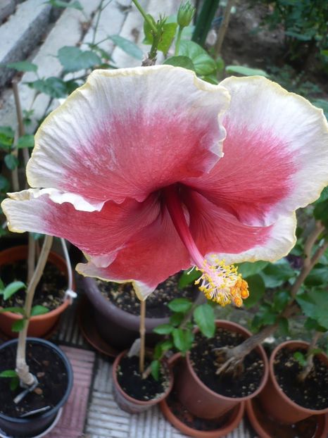 P1330880 - HIBISCUSI 2017-2