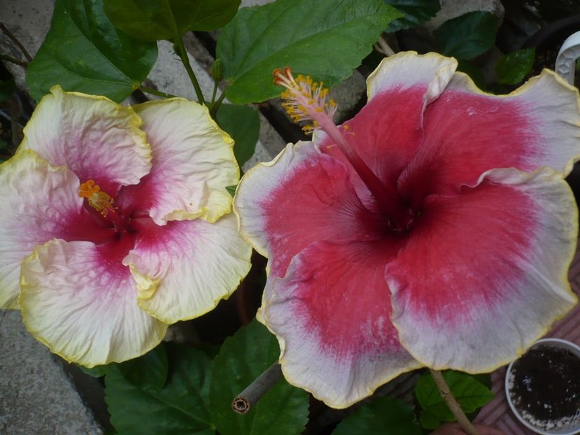 P1330887 - HIBISCUSI 2017-2