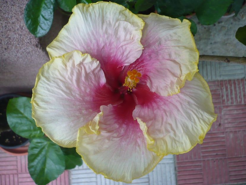 P1330889 - HIBISCUSI 2017-2