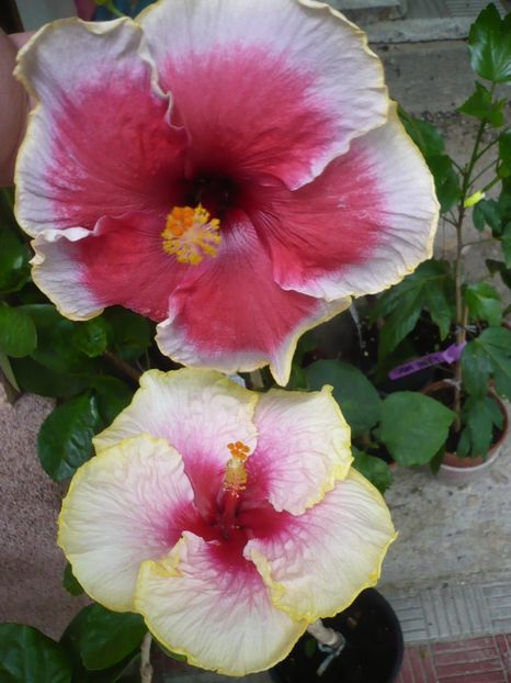 P1330892 - HIBISCUSI 2017-2