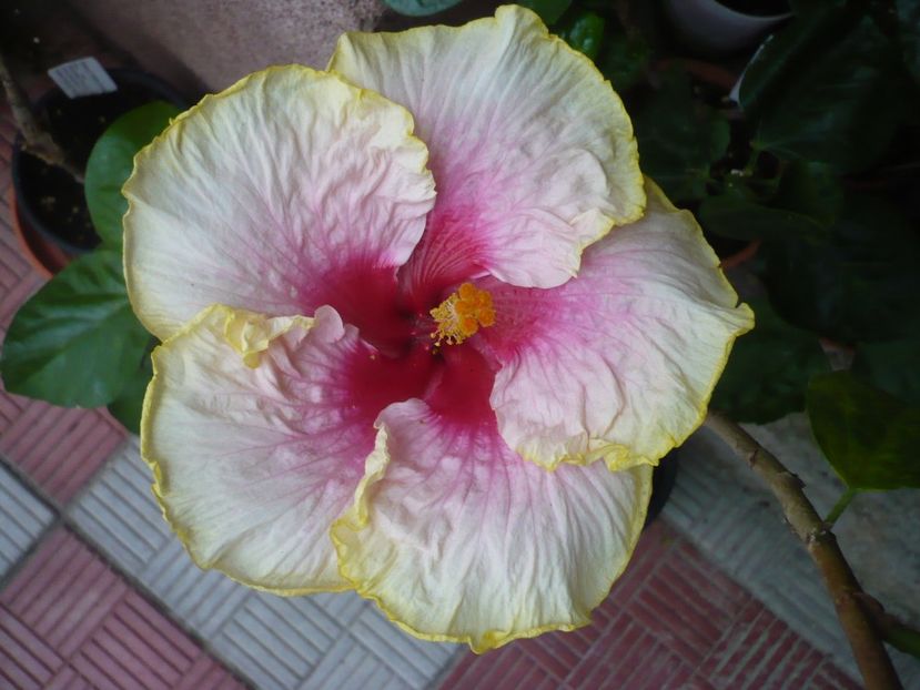 P1330893 - HIBISCUSI 2017-2