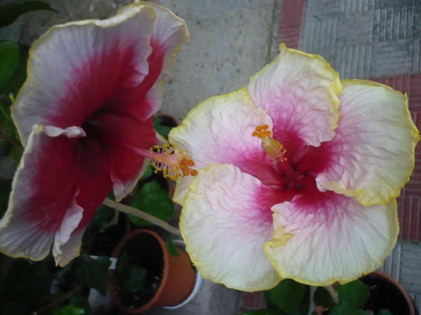 P1330898 - HIBISCUSI 2017-2