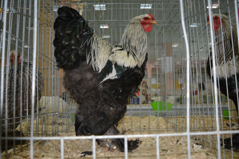 13 - Brahma herminat inchis