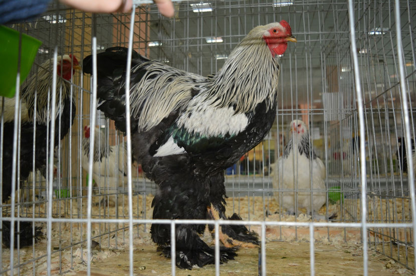 14 - Brahma herminat inchis