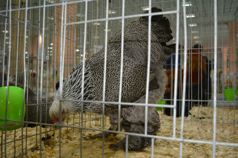 17 - Brahma herminat inchis