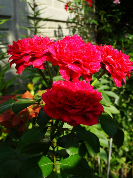  - Red Leonardo da Vinci