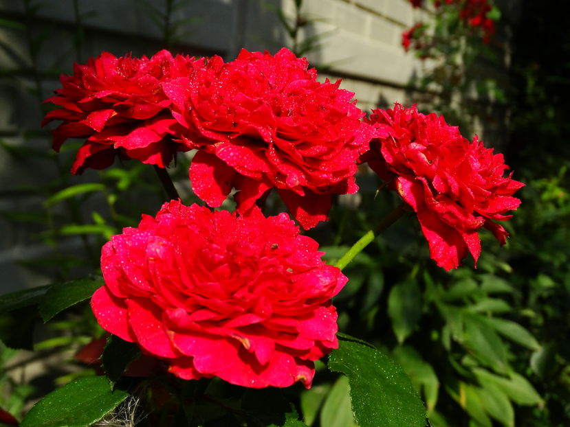  - Red Leonardo da Vinci