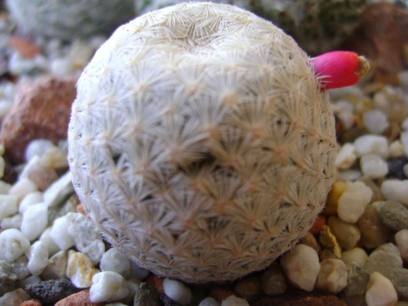 Mammillaria egregia - Cactusi 2017 bis bis