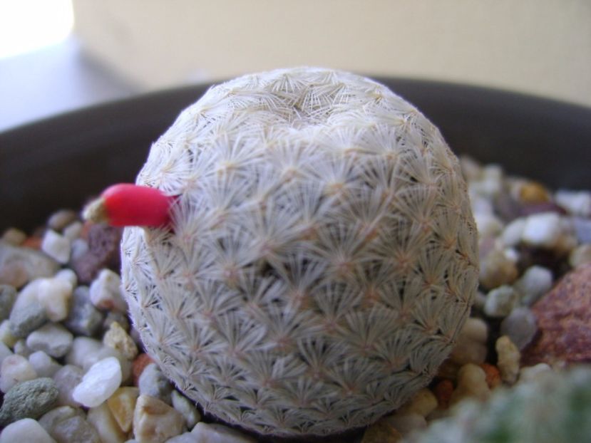 Mammillaria egregia - Cactusi 2017 bis bis