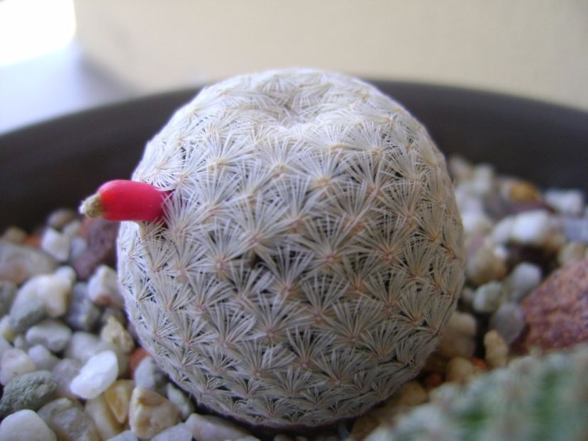 Mammillaria egregia - Cactusi 2017 bis bis