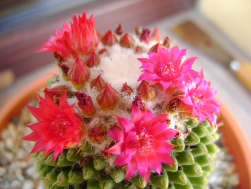 Mammillaria polythele cv. Stachellos - Cactusi 2017 bis bis