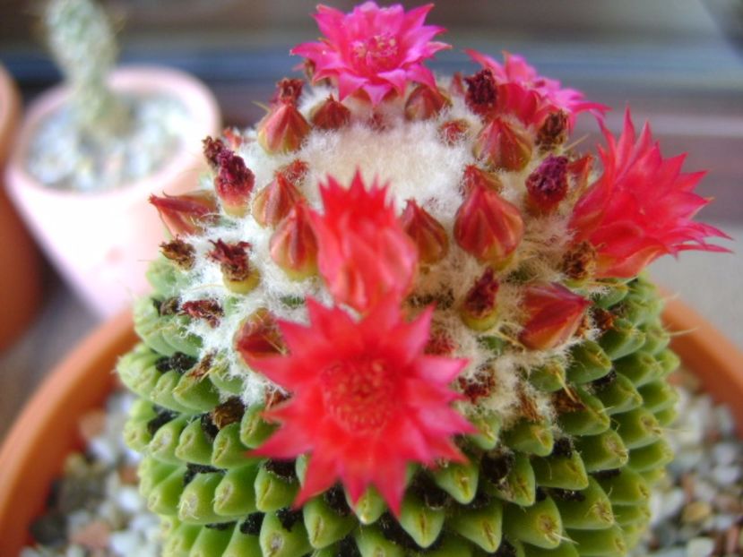 Mammillaria polythele cv. Stachellos - Cactusi 2017 bis bis