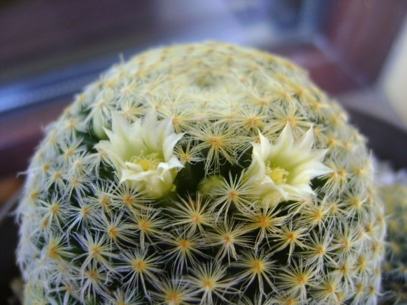 Mammillaria schiedeana - Cactusi 2017 bis bis