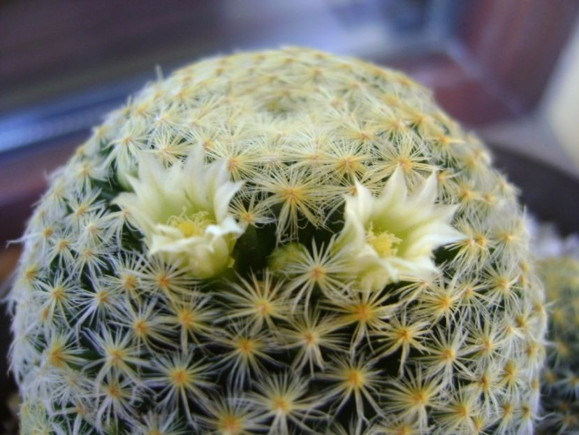 Mammillaria schiedeana - Cactusi 2017 bis bis