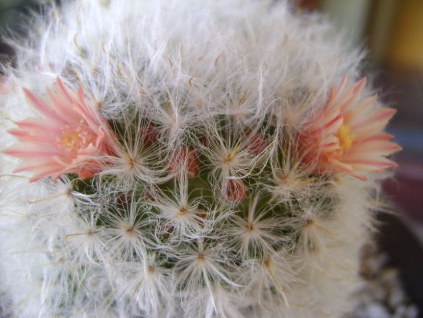 Mammillaria bocasana v. multilanata - Cactusi 2017 bis bis