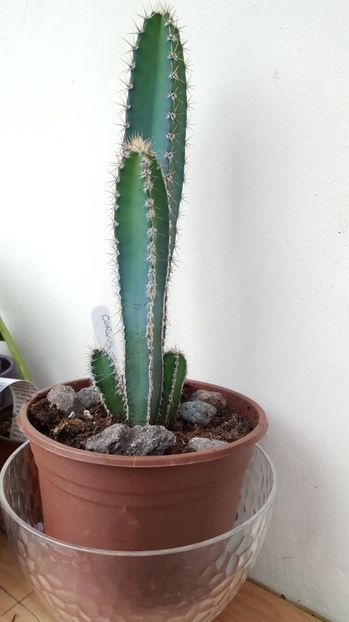 Cereus forbesii - Cactusi 2017