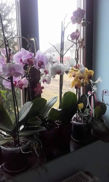  - Orhidei