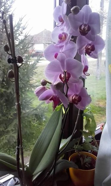  - Orhidei