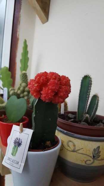 Gymnocalicium - Cactusi 2017