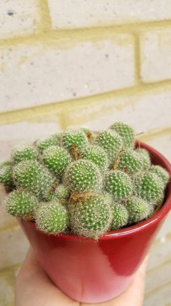  - Cactusi 2017