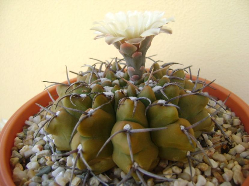 Gymnocalycium vatteri - Cactusi 2017 Gymnocalycium