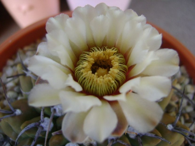 Gymnocalycium vatteri - Cactusi 2017 Gymnocalycium