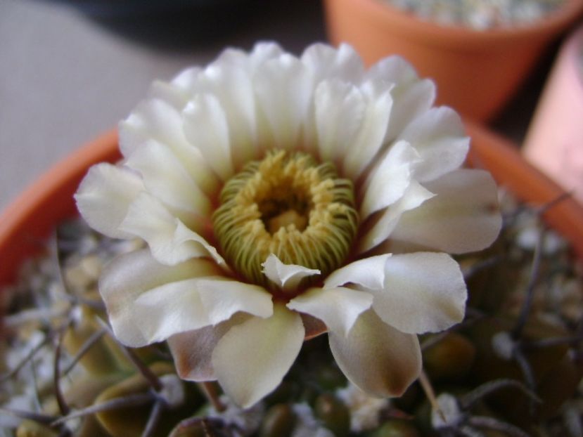 Gymnocalycium vatteri - Cactusi 2017 Gymnocalycium